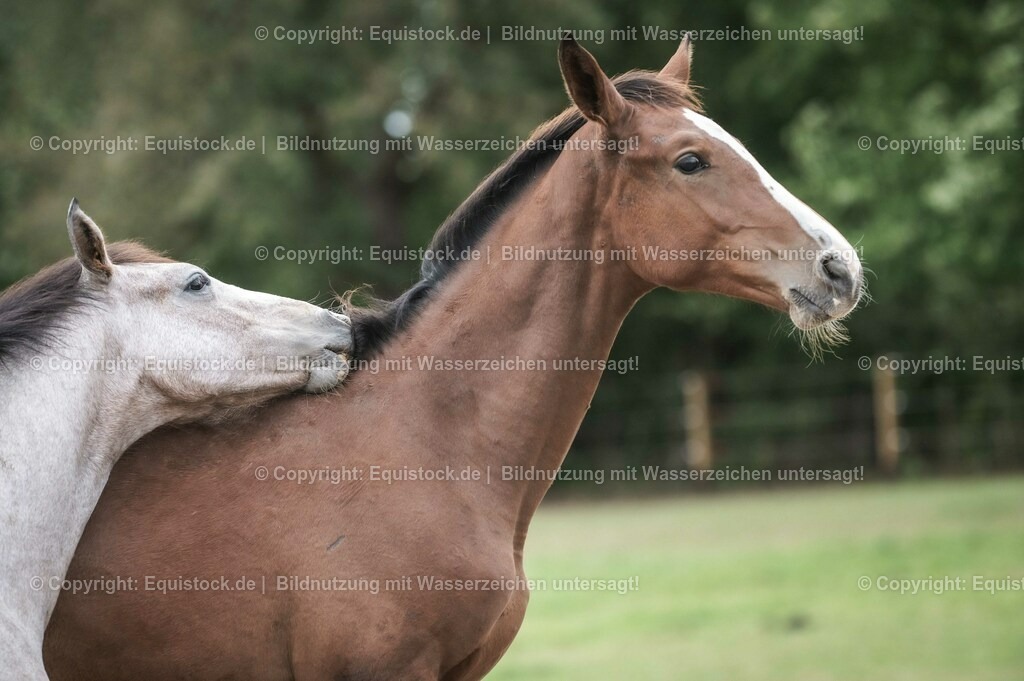 20201005_Fohlen_0085 | equistock