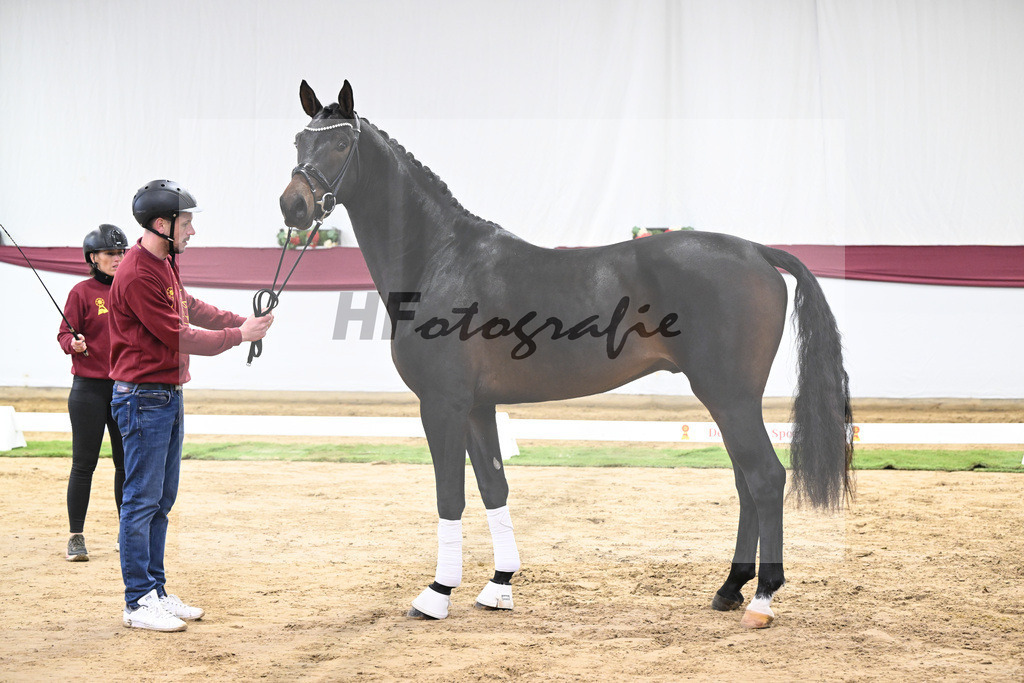 Kat-Nr. 66 Feliciano x Fidertanz_Franz Winklmaier_47252485 | hf-fotografie - Realisiert mit Pictrs.com