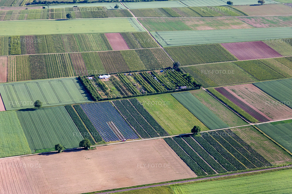Luftbild: Obstplantage im Ortsteil Mühlhofen in Billigheim-Ingenheim im Bundesland Rheinland-Pfalz in Deutschland. Foto: IMG_132283.jpg vom 28.05.2022 durch Werner Riehm/FLY-FOTO.de