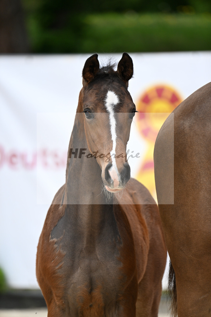 Kat-Nr. 33 HF Sebastino PS x Apache_Blessing_24260717 | hf-fotografie - Realisiert mit Pictrs.com