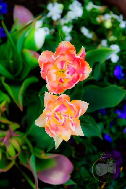_DSC5391 | Shop für Prints Landschaftsfotografie Sächsische Schweiz Naturfotografie in Thüringen Fotos vom Findlingspark Nochten Kloster Sankt Marienstern Bilder Festung Königstein PanoramaRhododendronpark Kromlau FotogalerSchleswig-Holstein Küstenlandschaften