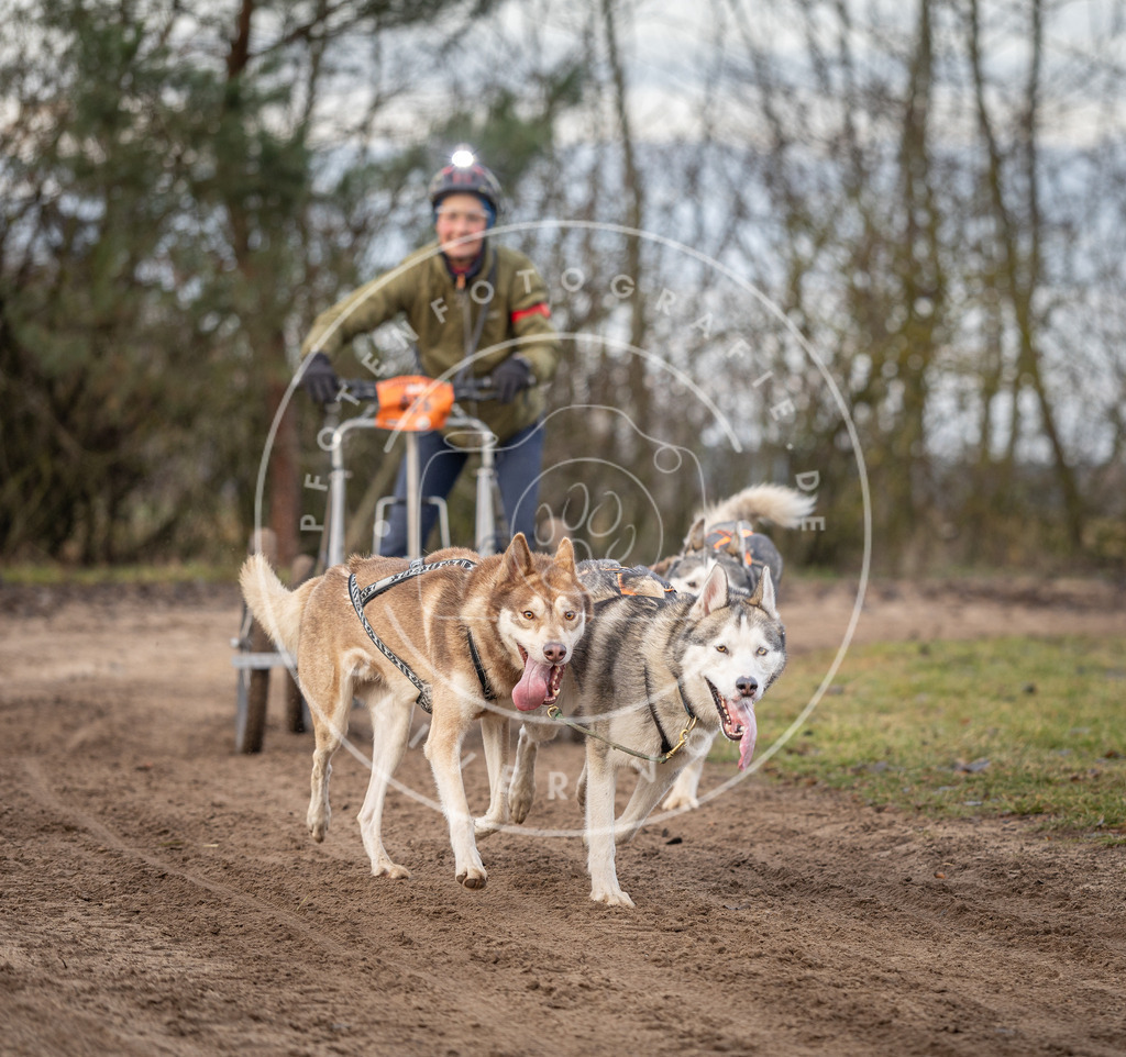 Pfotenfotografie_DV3A6173 | Hundefotografie, Tierfotograf, Pfotenfotografie, Fotoshooting Hund, Hunde Portrait, Hundesport, Hundeportraits, Heideshooting, Hunde, Sportfotograf, Hundefotograf, Turnierhundsport, THS,  - Realisiert mit Pictrs.com