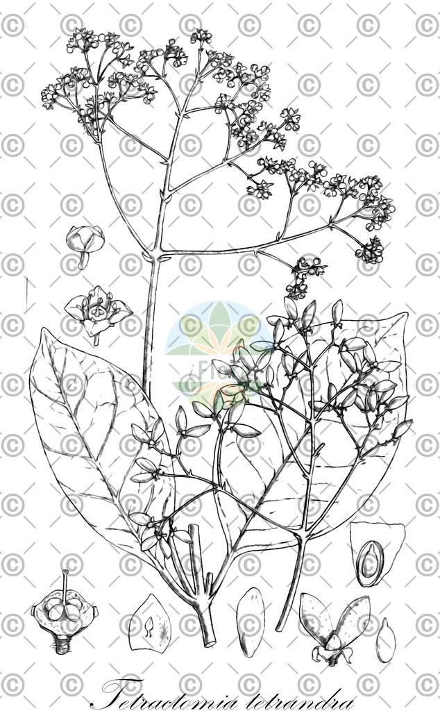 HistAbb_wfo-0000455303_1_ENZY_Simple | Historische Abbildung von Tetractomia tetrandra - Rutaceae | Historical Illustration of Tetractomia tetrandra - Rutaceae