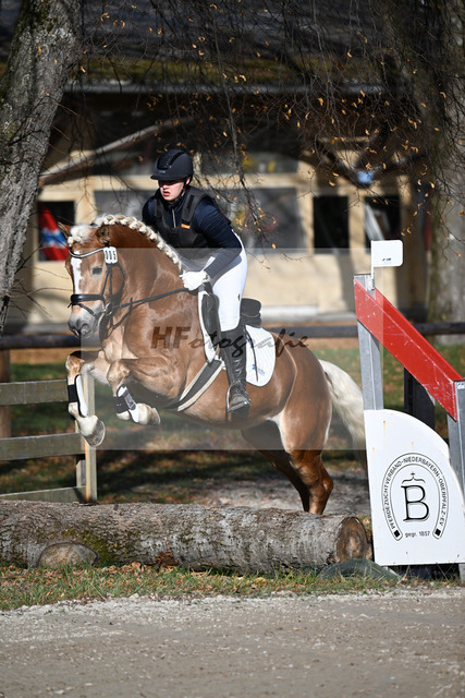 Kat-Nr. 5 Bonito-E v. Blitz-U_Gruber_43250688 | hf-fotografie - Realized with Pictrs.com