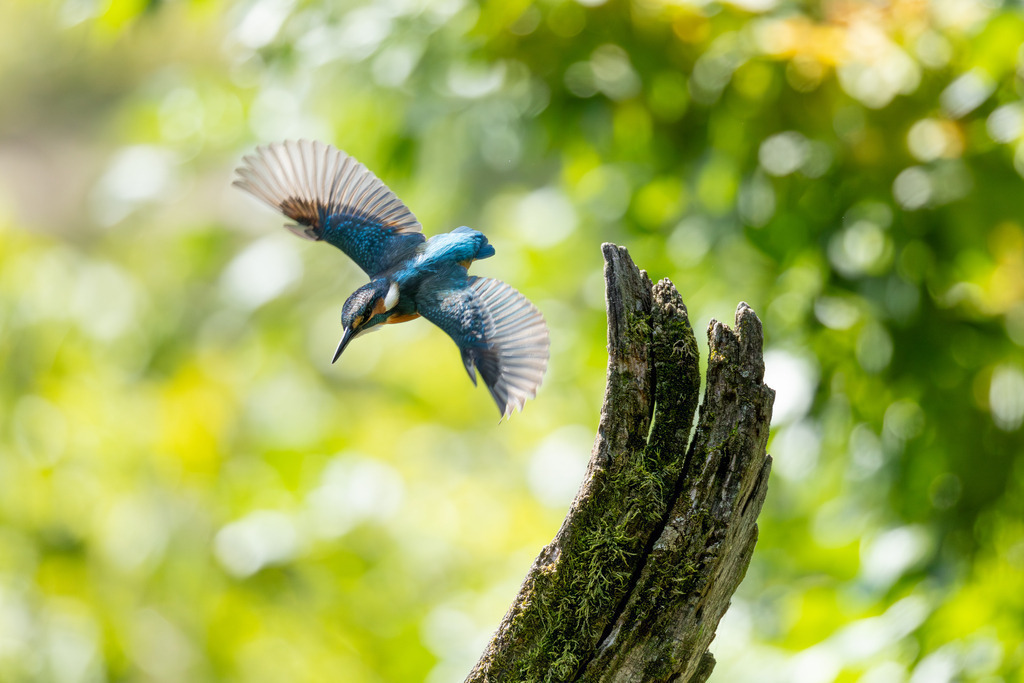 Der Eisvogel | Der Eisvogel (Alcedo atthis) ist aufgrund seines leuchtend bunten Gefieders und seiner pfeilschnellen Jagdweise eine der auffälligsten und schönsten Vogelarten Mitteleuropas. Er wird oft als "fliegender Edelstein" bezeichnet und dient als wichtiger Indikator für die Gesundheit und Naturnähe von Gewässern. - Realisiert mit Pictrs.com