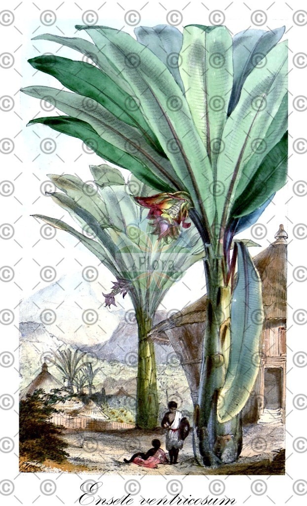 HistAbb_wfo-0000211706_1_ENZY_Simple | Historische Abbildung von Ensete ventricosum - Musaceae (Abessinische Zierbanane;Abessinische Banane) | Historical Illustration of Ensete ventricosum - Musaceae