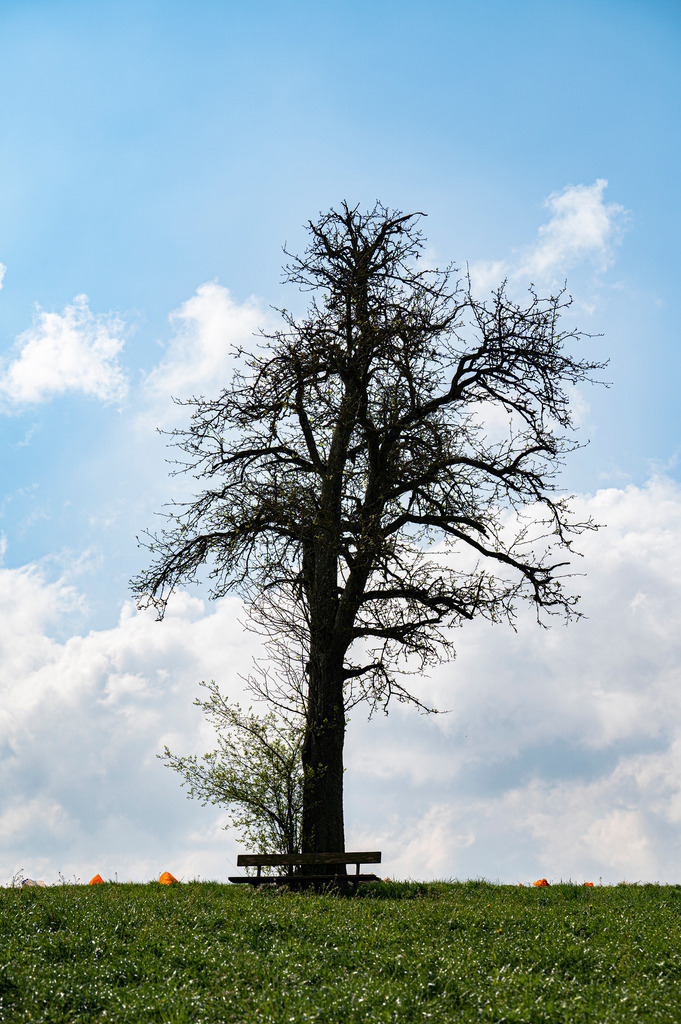 Mystische Bäume | Die Mystik der Bäume unterscheidet sich je nach Jahreszeit  - Realisiert mit Pictrs.com