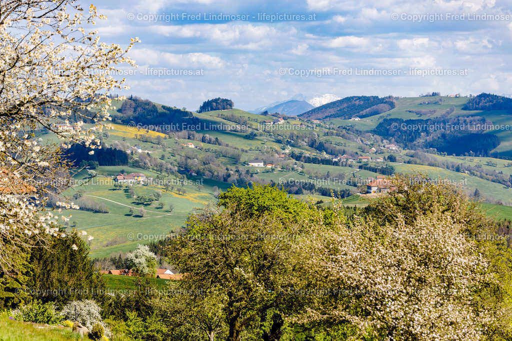 Mostviertel Birnenbluete--4 | Fotos und Fotoprodukte - Realisiert mit Pictrs.com