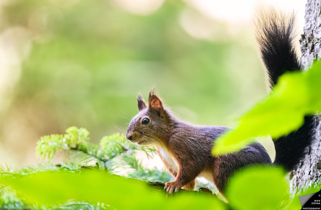 A Curious Squirrel on the Westweg | On the morning of 10 October 2026, I hiked along the Westweg near Forbach in the Black Forest towards Hohlohmoor in persistent rain. On my way back downhill in the afternoon, the weather finally began to clear and a little sunlight appeared through the clouds. Almost back at the car, I encountered this curious squirrel. Rather than immediately disappearing into the forest, it calmly watched me from several different positions, giving me enough time to take out my camera and photograph our unexpected meeting. A small and memorable encounter at the end of a wet autumn hike. - Realisiert mit Pictrs.com