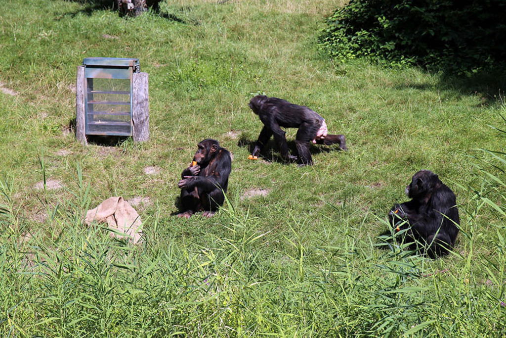 Foto: Leipzig - Zoo | Das Team hinter BILDLEXIKON LEIPZIG bündelt historische wie aktuelle Informationen über die Stadt Leipzig in Text und Bild auf einer Plattform und stellt diese der interessierten Öffentlichkeit zur Verfügung.