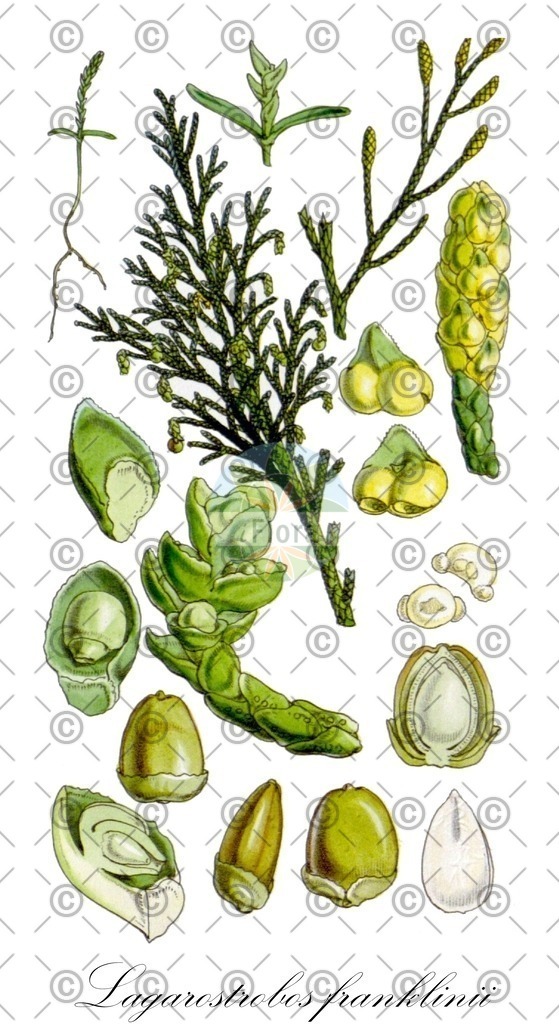HistAbb_wfo-0000222283_1_ENZY_Simple | Historische Abbildung von Lagarostrobos franklinii - Podocarpaceae | Historical Illustration of Lagarostrobos franklinii - Podocarpaceae