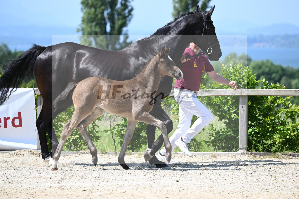 Kat-Nr. 11 SF Esperanto_Buehler_15230252 | hf-fotografie - Realizzato con Pictrs.com