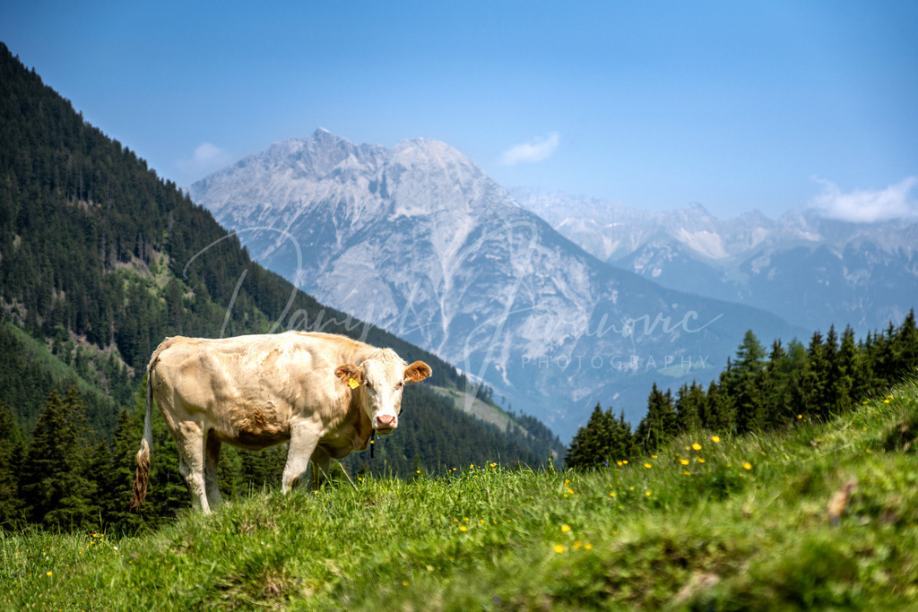 Flaurlinger Alm | Blick von der Flaurliner Alm hinaus zur Hohen Munde