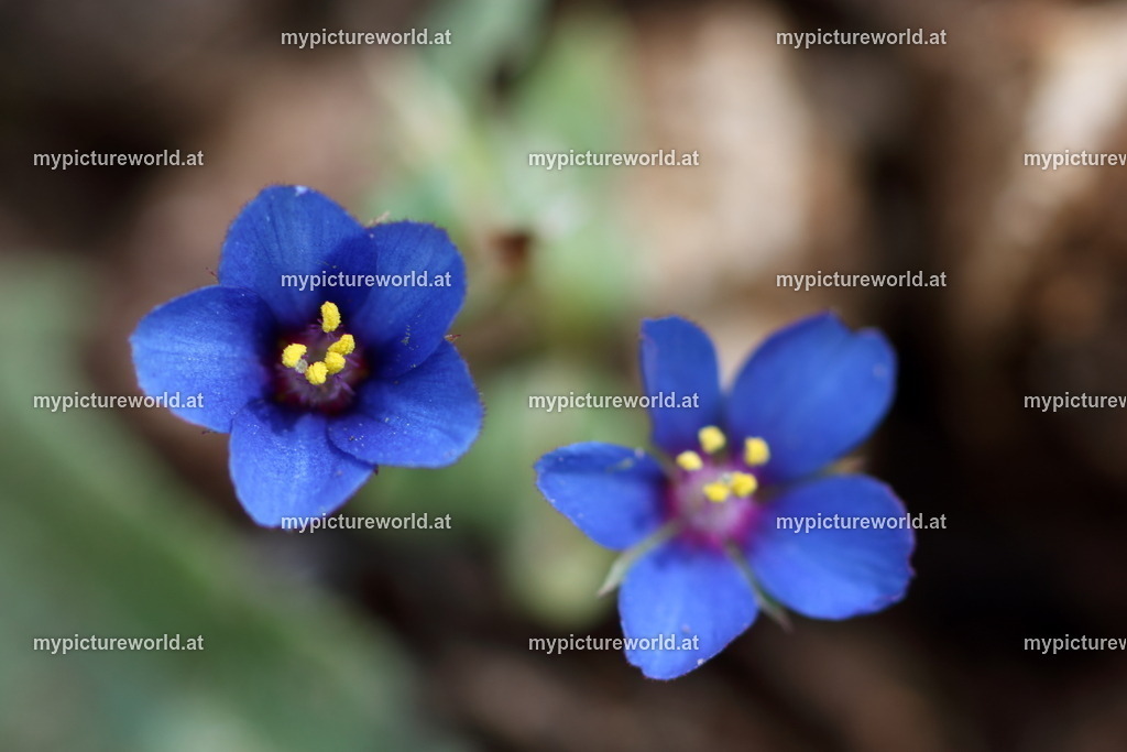 Blauer Gauchheil-004 | Das Bilderarchiv über Tiere, Planzen und Landschaften. In der Bilddatenbank finden Sie ein große Auswahl an hochwertigen Bilder für Ihre Werbung - Realisiert mit Pictrs.com