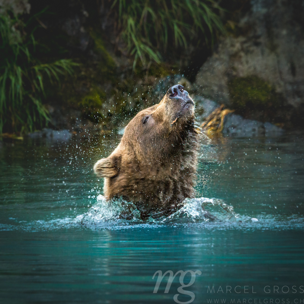 grizzly bear shaking off the water from his head, Lake Clark National Park, Alaska | Grizzly bear in turquoise water in Lake Clark National Park, Alaska - Realisiert mit Pictrs.com