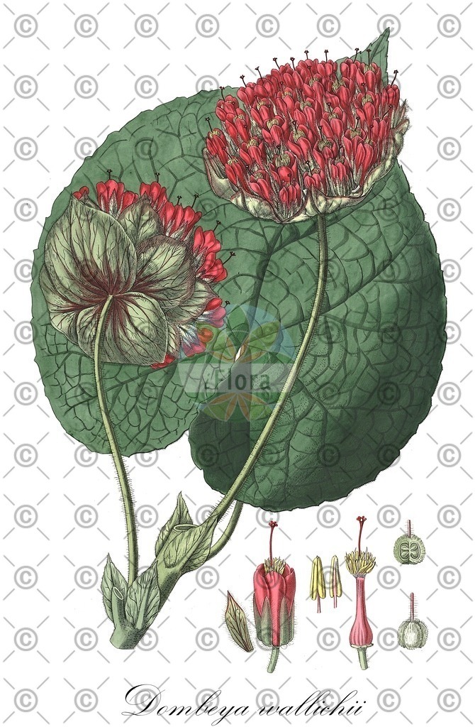 HistAbb_wfo-0000398239_1_ENZY_Simple | Historische Abbildung von Dombeya wallichii - Malvaceae | Historical Illustration of Dombeya wallichii - Malvaceae