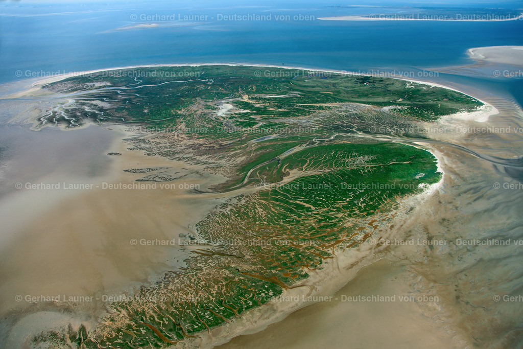 3090274 | Vogelschutzgebiet Memmert, Nationalpark Niedersächsisches Wattenmeer