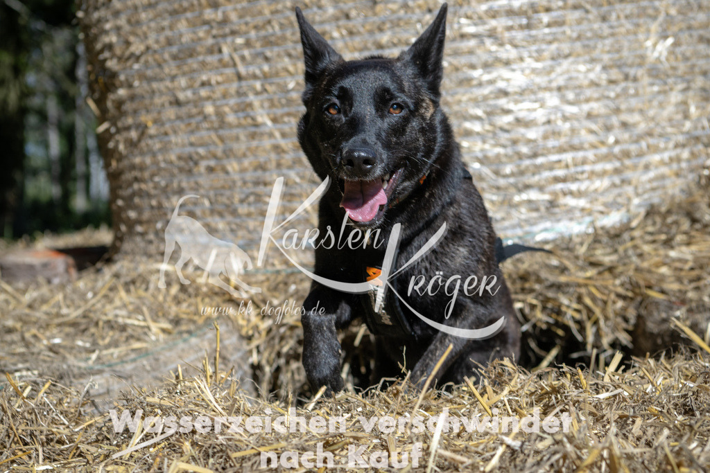 1237_ZZ91799-2 | kk-dogfotos