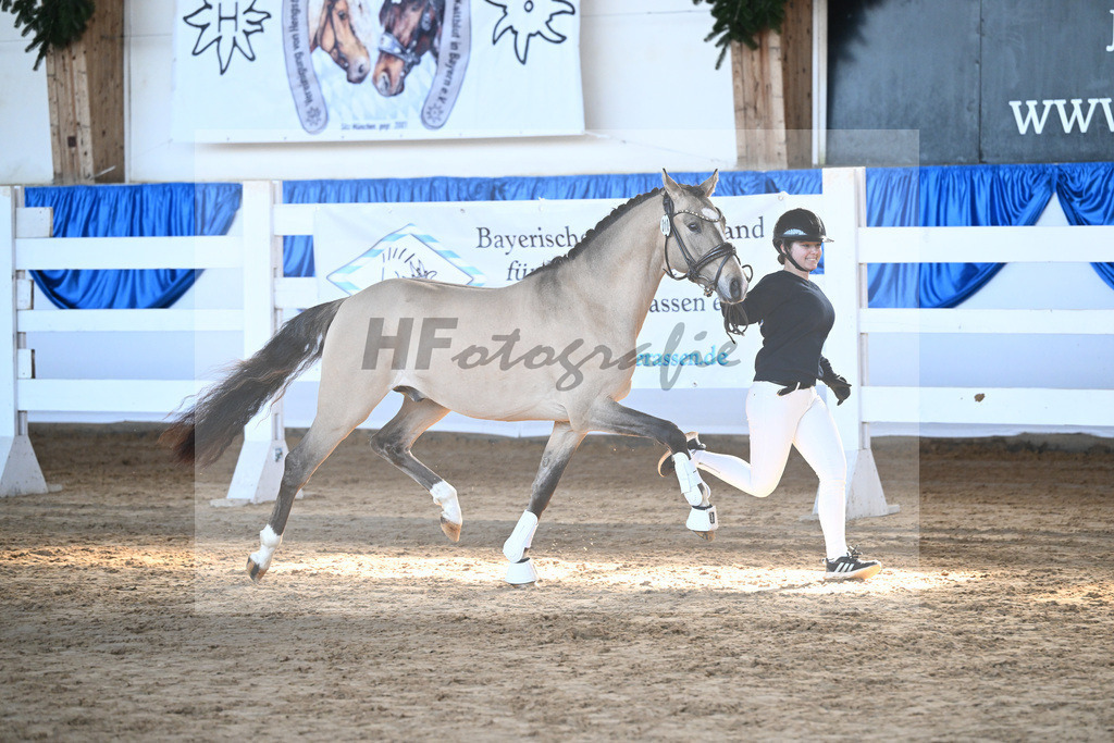 Kat-Nr. 10 Gentleman M v. Gold Garant_Meyer_9260219 | hf-fotografie - Realisiert mit Pictrs.com