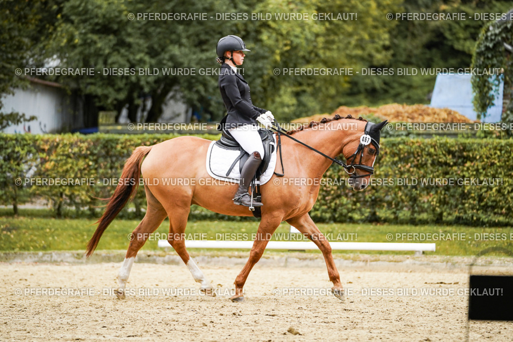 DSC08034 | Pferdegrafie