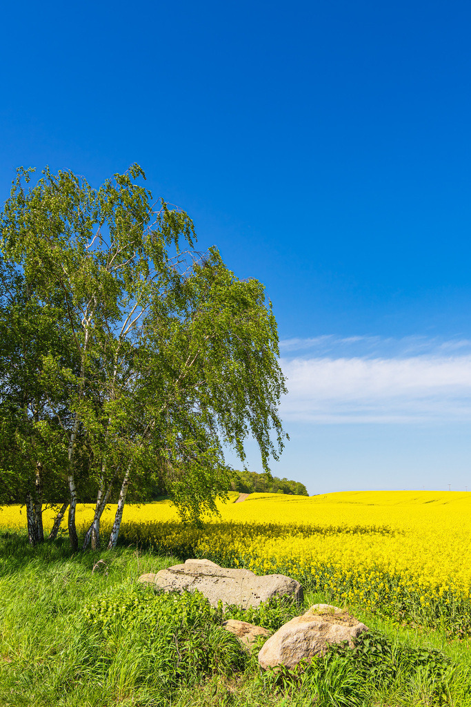 Rapsfeld mit Bäumen und blauen Himmel bei Parkentin | Rapsfeld mit Bäumen und blauen Himmel bei Parkentin.