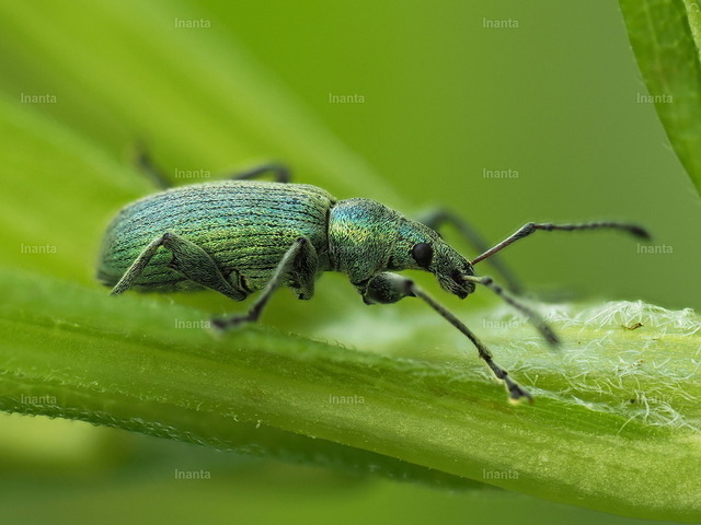 Grünrüssler (Phyllobius sp.) | Der Grünrüssler (Phyllobius spp.) ist ein kleiner, metallisch grün schillernder Rüsselkäfer mit feiner Beschuppung. Er gehört zur Familie der Rüsselkäfer und sitzt häufig auf Blättern und Blüten. –  – The Green Weevil (Phyllobius spp.) is a small metallic green leaf weevil with fine scales. It belongs to the weevil family and is commonly found on leaves and flowers. - Realisiert mit Pictrs.com