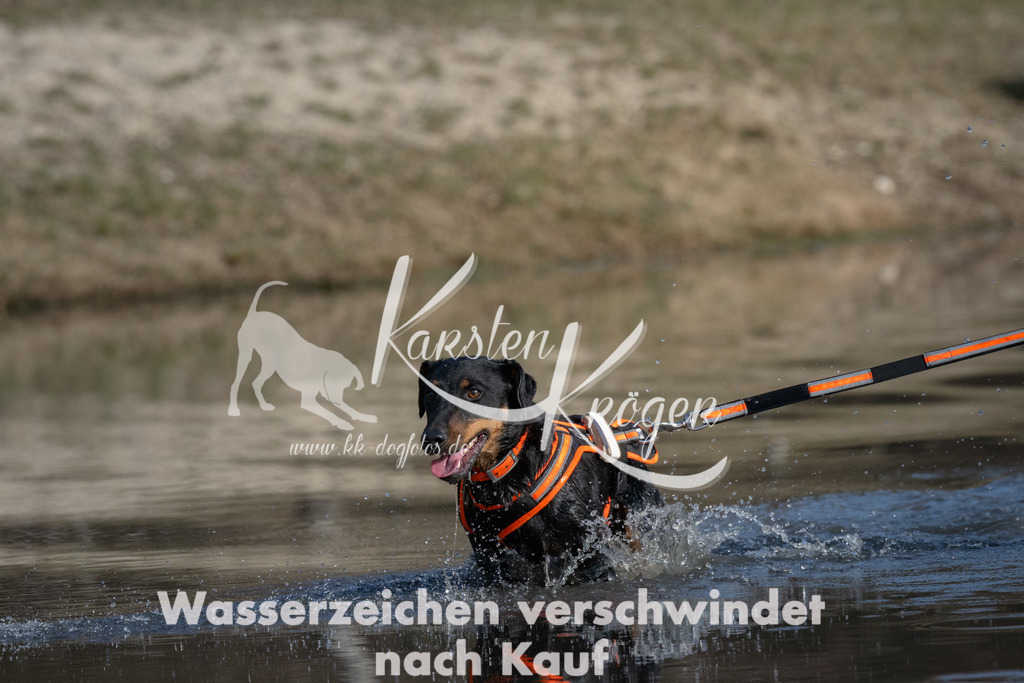 1505_ZZ91457 | kk-dogfotos