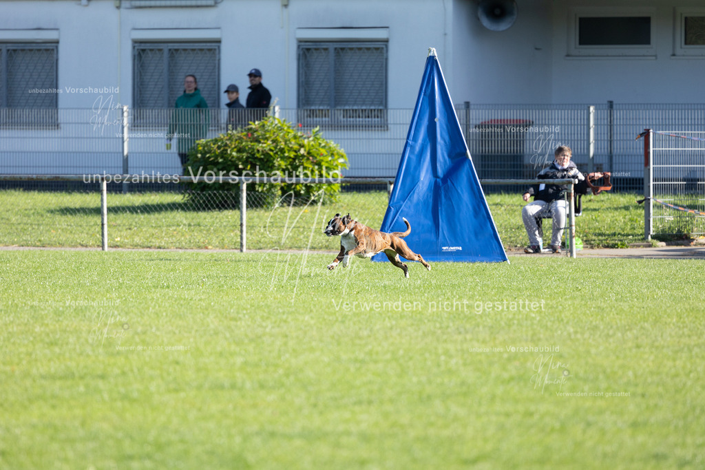 _16A5058 | Einzigartige Fotos von Hunden & Menschen –Actionfotos, Portraits, Vereinsaufnahmen & Paarshootings – authentisch, lebendig & mit Herz.