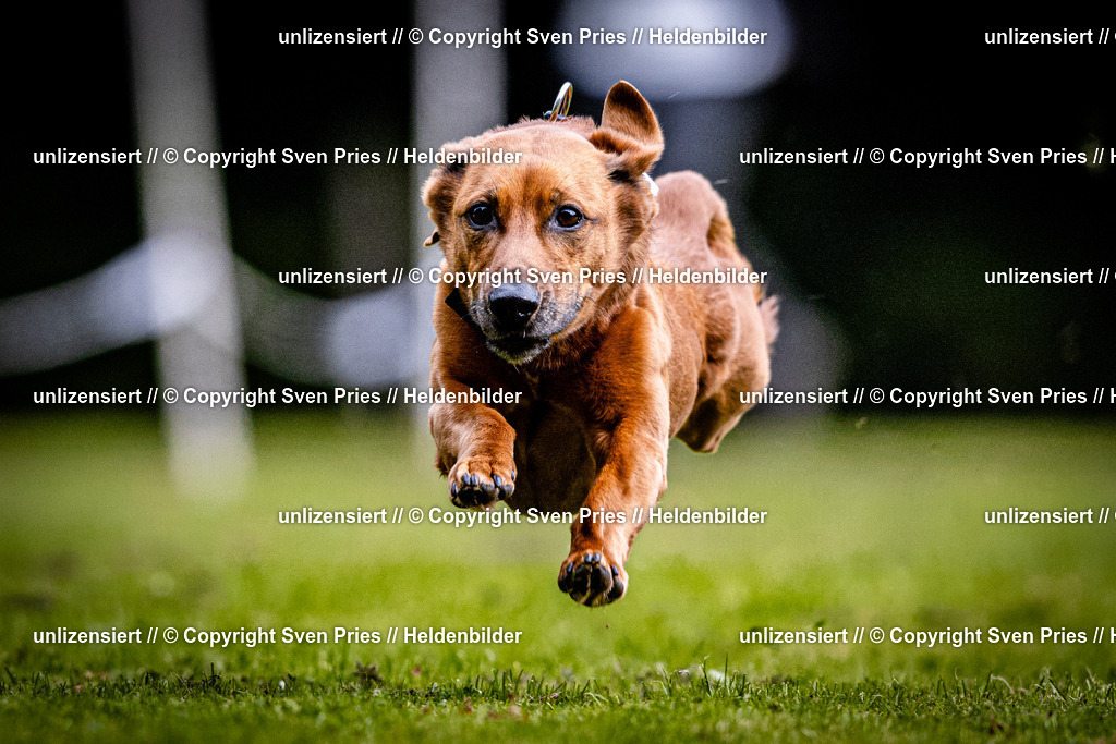 Sven Pries | 2025-10-03 - Hunderennen Obergrombach - Realisiert mit Pictrs.com