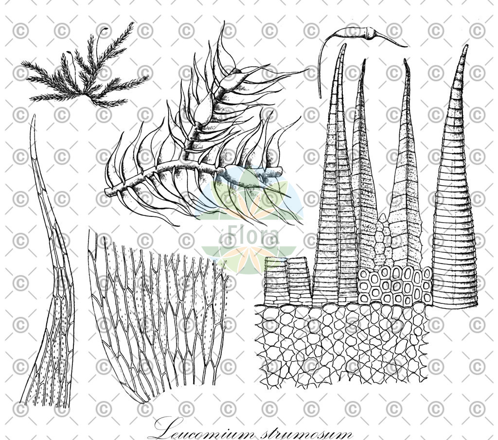 HistAbb_wfo-0000227294_1_ENZY_Simple | Historische Abbildung von Leucomium strumosum - Leucomiaceae | Historical Illustration of Leucomium strumosum - Leucomiaceae