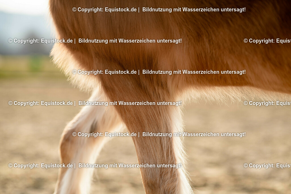 20230302_Haflinger-Cushing_0008 | equistock