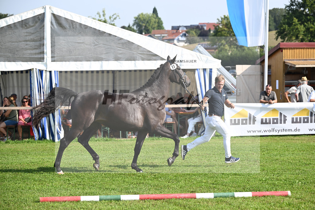 Kat-Nr. 11 nn v. Glamourdale_Muehlbauer_34240244 | hf-fotografie - Realisiert mit Pictrs.com