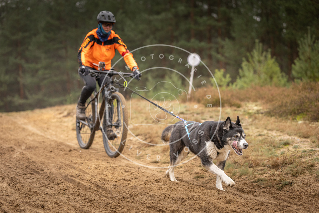 Pfotenfotografie_DV3A3766 | Hundefotografie, Tierfotograf, Pfotenfotografie, Fotoshooting Hund, Hunde Portrait, Hundesport, Hundeportraits, Heideshooting, Hunde, Sportfotograf, Hundefotograf, Turnierhundsport, THS,  - Realisiert mit Pictrs.com