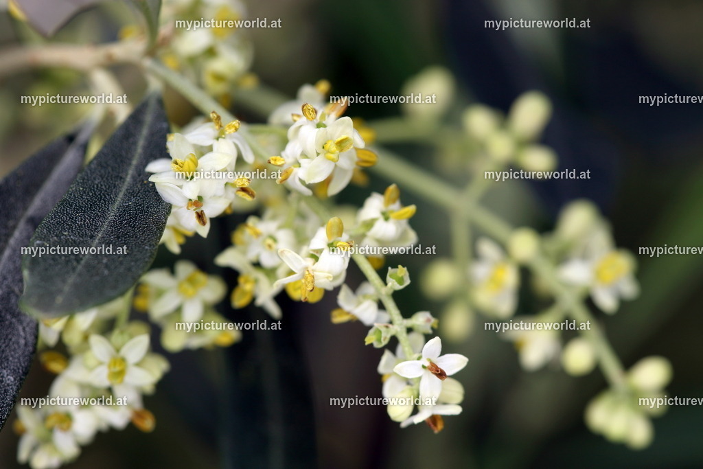Olivenbaum-005 | Das Bilderarchiv über Tiere, Planzen und Landschaften. In der Bilddatenbank finden Sie ein große Auswahl an hochwertigen Bilder für Ihre Werbung - Realisiert mit Pictrs.com