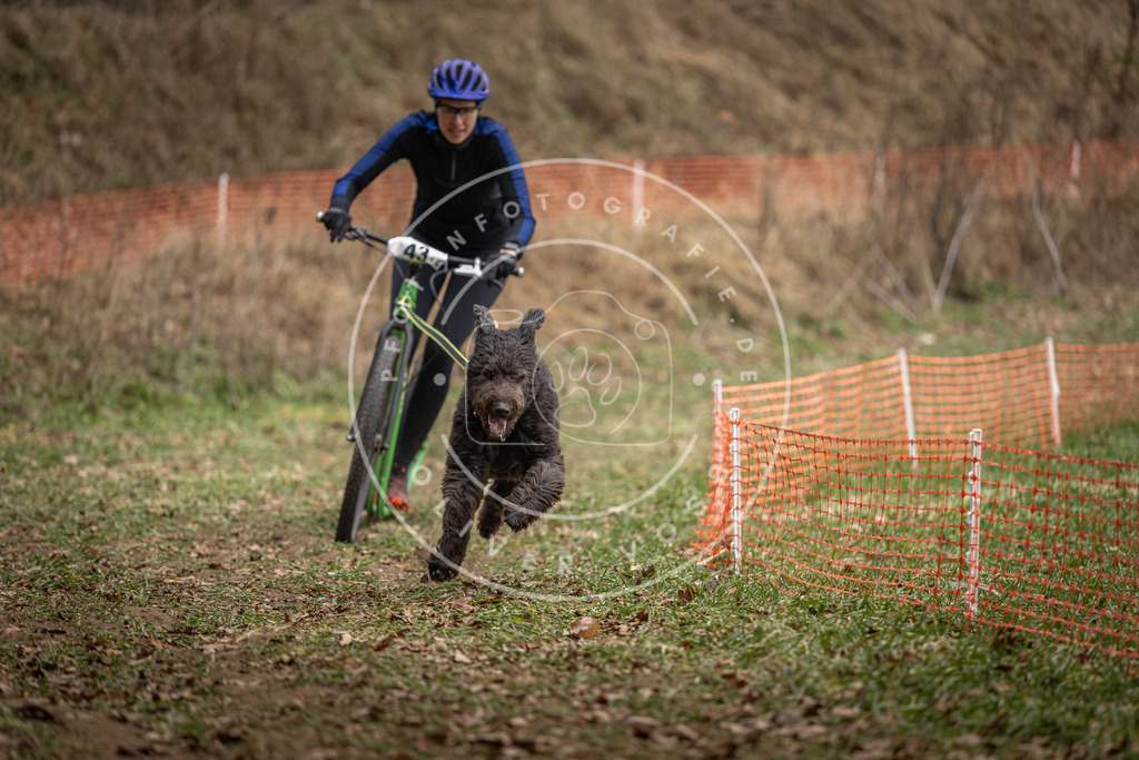 Pfotenfotografie_DV3A0621 | Hundefotografie, Tierfotograf, Pfotenfotografie, Fotoshooting Hund, Hunde Portrait, Hundesport, Hundeportraits, Heideshooting, Hunde, Sportfotograf, Hundefotograf, Turnierhundsport, THS,  - Realisiert mit Pictrs.com