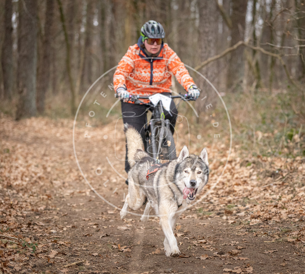 Pfotenfotografie_DV3A6437 | Hundefotografie, Tierfotograf, Pfotenfotografie, Fotoshooting Hund, Hunde Portrait, Hundesport, Hundeportraits, Heideshooting, Hunde, Sportfotograf, Hundefotograf, Turnierhundsport, THS,  - Realisiert mit Pictrs.com