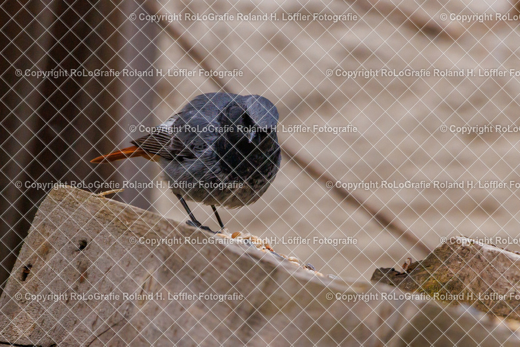 Wildvögel_06 | Singvogel in freier Natur im Garten - Realisiert mit Pictrs.com