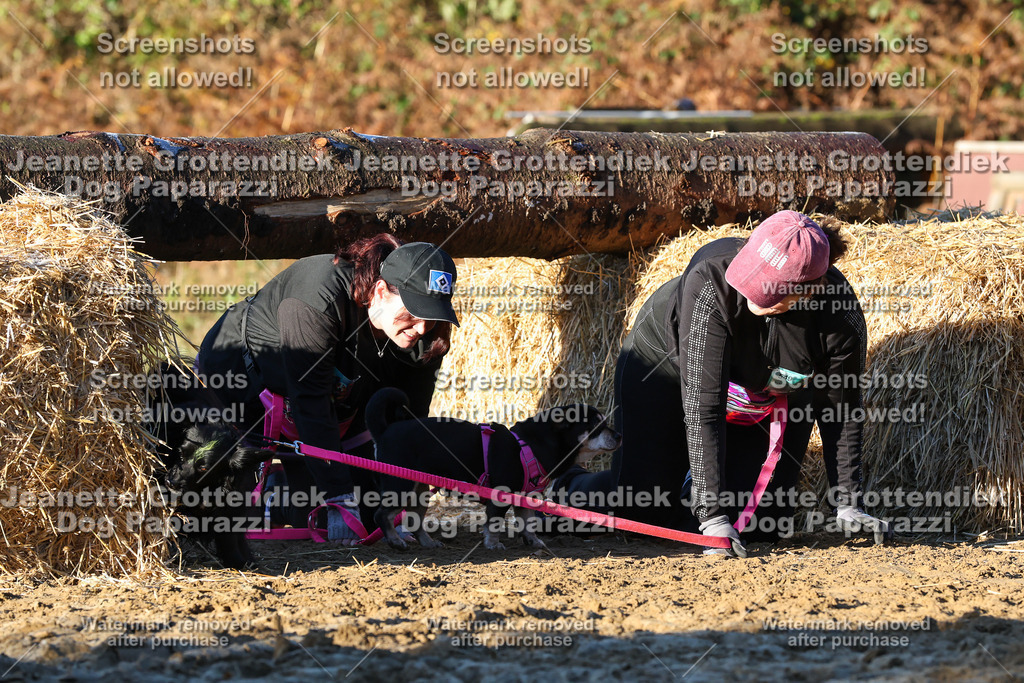 Dog Paparazzi - Strongdog 10-25-1002 | Dog Paparazzi Jeanette Grottendiek Fotografie & Videografie - Realisiert mit Pictrs.com