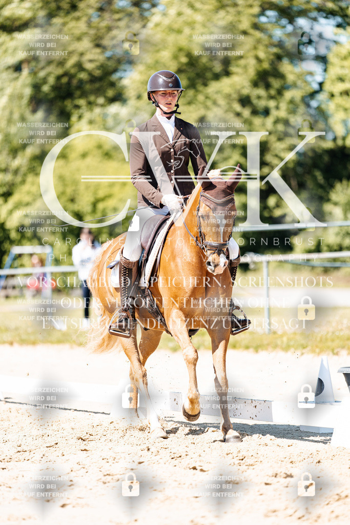 CK905568 | Turnierfotografie Pferdefotografie Trier Rheinland-Pfalz Pferdesport Reitsport Tierfotografie Sportfotografie Pferdevideo Pferdevideografie Equestrianvideography equestrianphotography  - Realisiert mit Pictrs.com