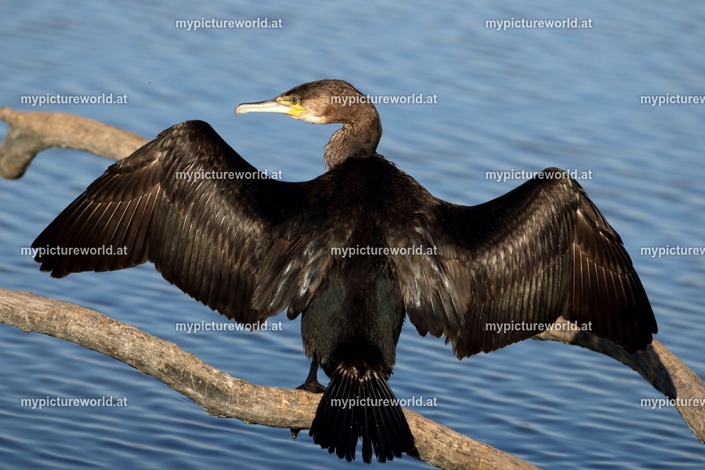 Kormoran-119 | Das Bilderarchiv über Tiere, Planzen und Landschaften. In der Bilddatenbank finden Sie ein große Auswahl an hochwertigen Bilder für Ihre Werbung - Realisiert mit Pictrs.com
