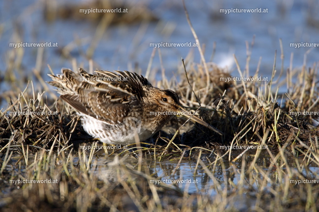 Bekassine-042 | Das Bilderarchiv über Tiere, Planzen und Landschaften. In der Bilddatenbank finden Sie ein große Auswahl an hochwertigen Bilder für Ihre Werbung - Realisiert mit Pictrs.com