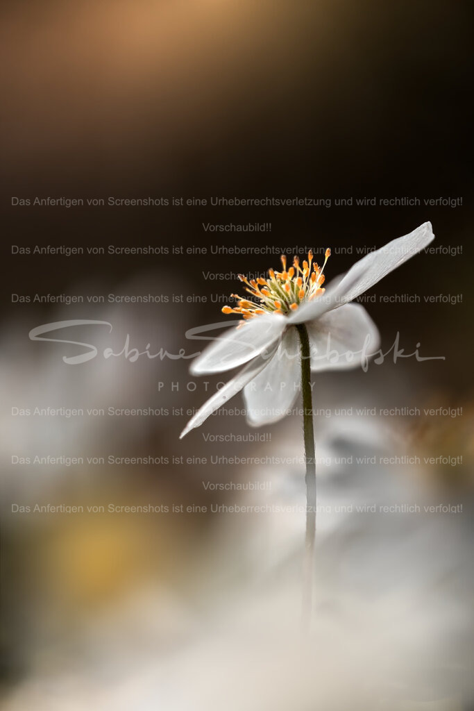 Buschwindröschen in der Frühlingssonne | People- und Tierfotografie, Imageaufnahmen, Veranstaltungsfotografie und Wandbilder aus der Natur ★ Made in Germany ✔️ Druck + Downloads ✔️ Naturfotografie in Top Qualität ★ schneller Versand, weltweite Lieferung! - Realisiert mit Pictrs.com