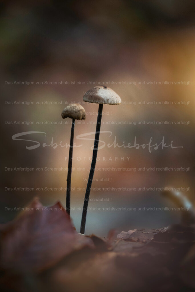 Side by Side | Exklusive Naturfotografie für stilvolle Wanddekoration ★ Premium Wandbilder Made in Germany ✔️ FineArt Drucke & Downloads ✔️ Brillante Farben, höchste Qualität & weltweiter Versand ✔️ - Realisiert mit Pictrs.com