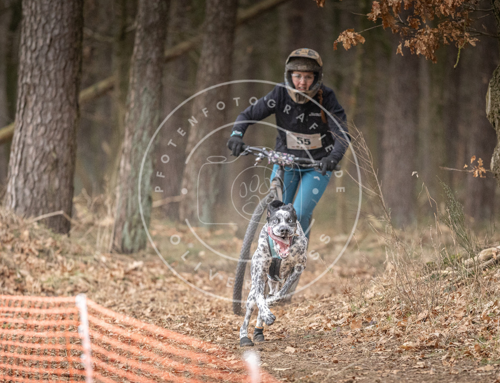 Pfotenfotografie_DV3A1424 | Hundefotografie, Tierfotograf, Pfotenfotografie, Fotoshooting Hund, Hunde Portrait, Hundesport, Hundeportraits, Heideshooting, Hunde, Sportfotograf, Hundefotograf, Turnierhundsport, THS,  - Realisiert mit Pictrs.com