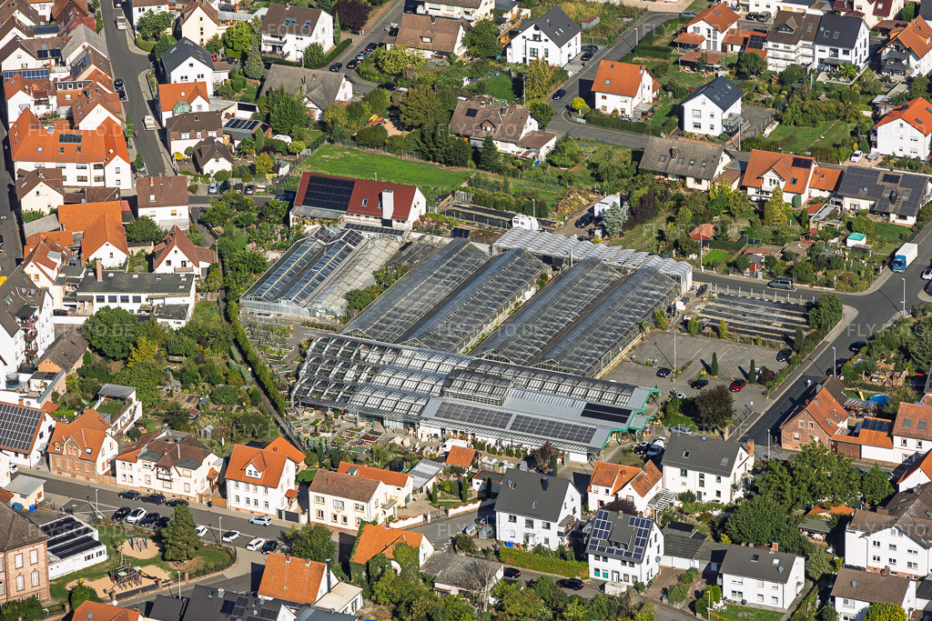 Luftbild: Gewächshäuser in der Stadt von Blumen Berchtenbreiter in Großostheim im Bundesland Bayern in Deutschland. – Foto: IMG_159166.jpg vom 22.09.2026 durch Werner Riehm/FLY-FOTO.de – Auflösung des Originals: 5810 x 3873 px – Blumen Berchtenbreiter –  Blumen Berchtenbreiter im Herzen von Großostheim