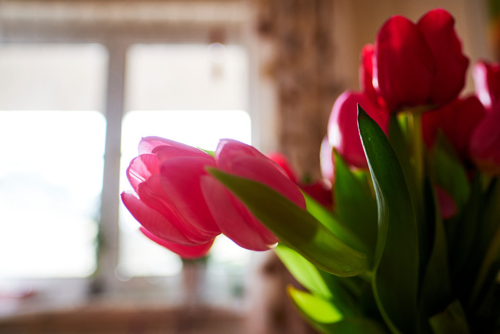 ein roter Tulpenstrauß im Wohnzimmer | Wien, Austria - February 09, 2021: ein roter Tulpenstrauß steht im Wohnzimmer, im Hintergrund ein Fenster. - Realisiert mit Pictrs.com