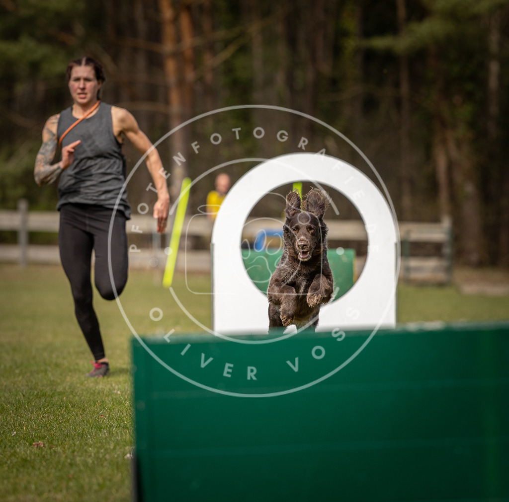 Pfotenfotografie_DV3A8321 | Hundefotografie, Tierfotograf, Pfotenfotografie, Fotoshooting Hund, Hunde Portrait, Hundesport, Hundeportraits, Heideshooting, Hunde, Sportfotograf, Hundefotograf, Turnierhundsport, THS,  - Realisiert mit Pictrs.com