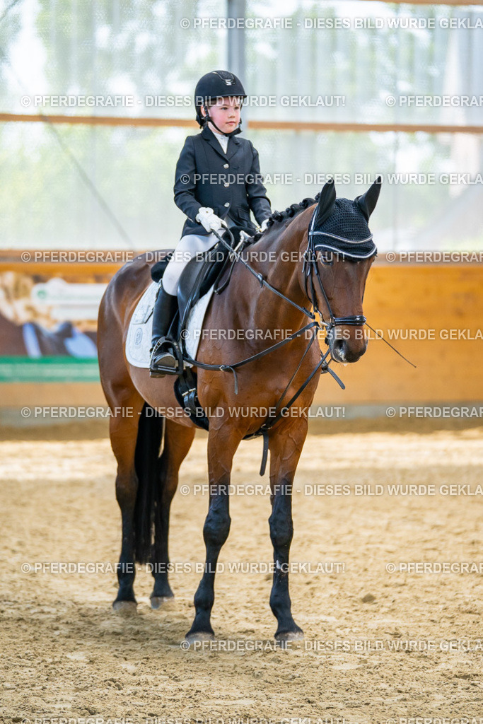 DSC01134 | Pferdegrafie