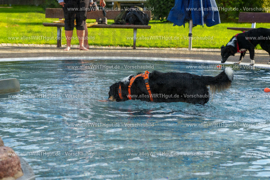 Hundeschwimmen_Grefrath_2026-allesWIRTHgut_Tierfotografie-09_55-FAY07857 | Professionelle Tierfotografie in Mönchengladbach von Daniel Wirth (allesWIRTHgut). Liebevolle & natürliche Bilder von Hunden & Katzen für unvergessliche Erinnerungen.