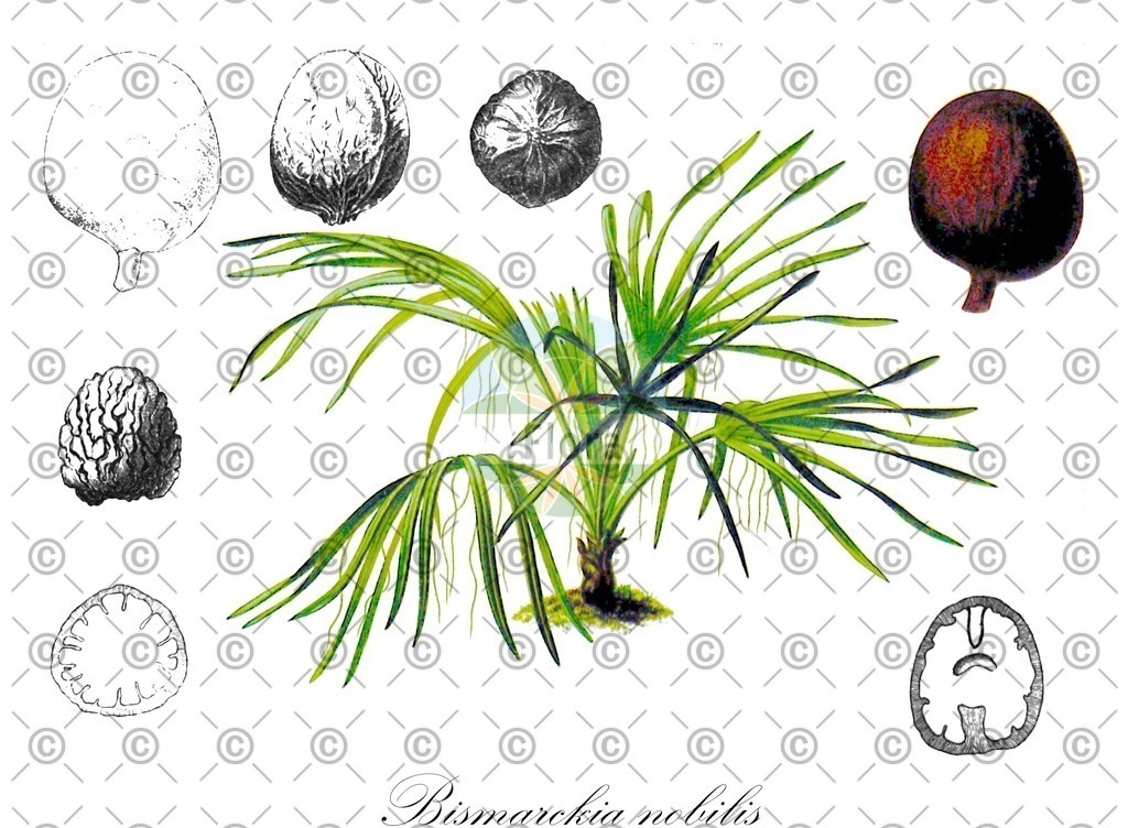 HistAbb_wfo-0001154600_1_ENZY_Simple | Historische Abbildung von Bismarckia nobilis - Arecaceae | Historical Illustration of Bismarckia nobilis - Arecaceae